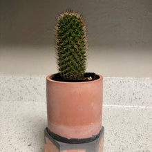 Load image into Gallery viewer, Desert - 3" Planters