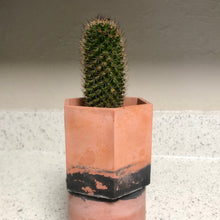 Load image into Gallery viewer, Desert - 3" Planters