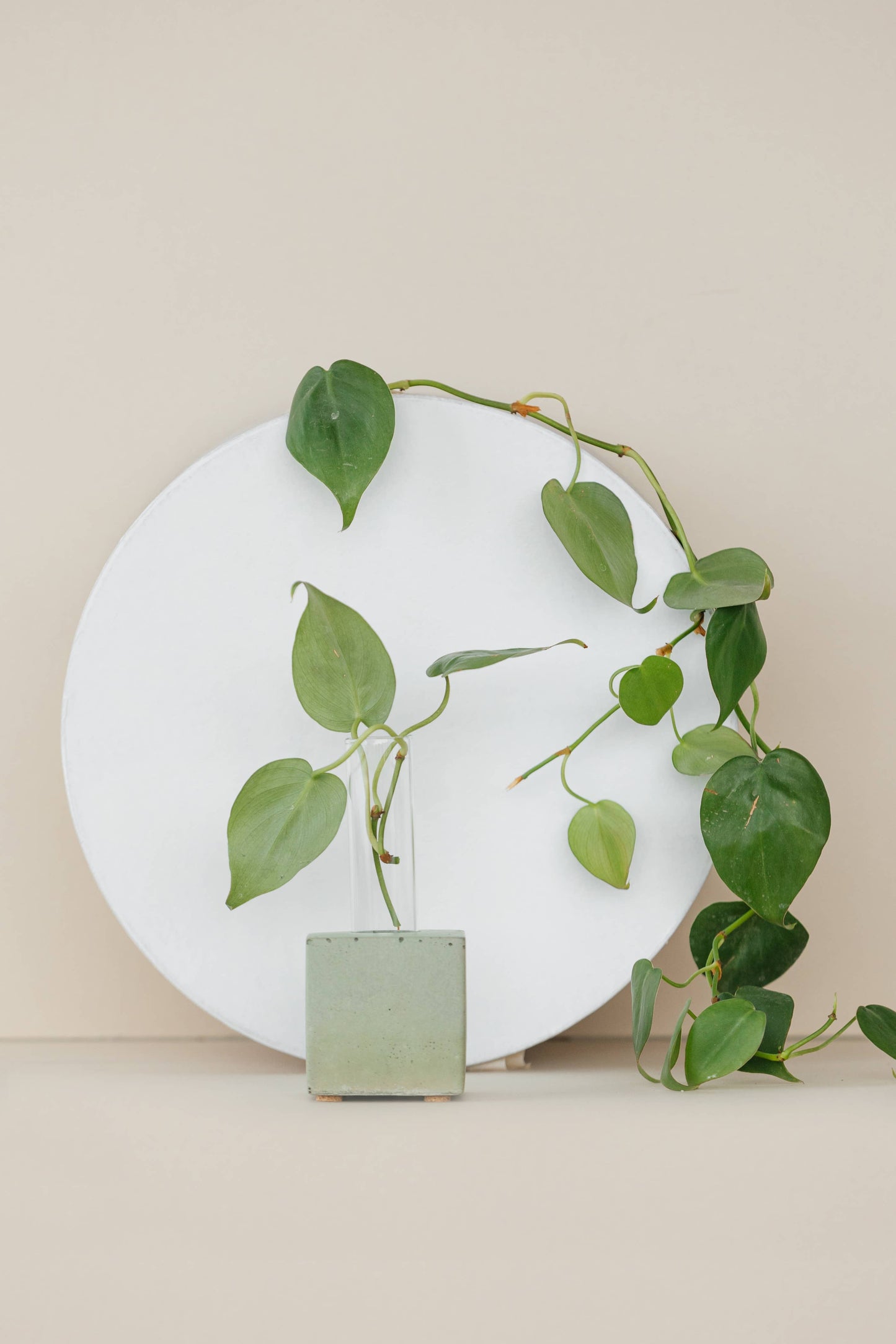 Propagation Vase - Green